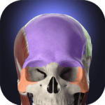 Anatomyka MOD APK- 3D Anatomy Atlas (Unlocked) Download